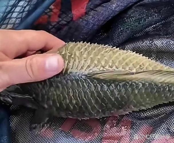 各種魚的魚鱗圖片 各種魚的魚鱗圖片 全國水族館企業名錄 第16張
