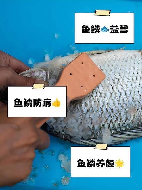 各種魚的魚鱗圖片 各種魚的魚鱗圖片 全國水族館企業名錄 第17張