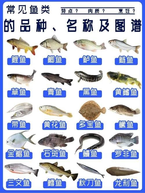 各種魚的魚鱗圖片 各種魚的魚鱗圖片 全國水族館企業名錄 第20張
