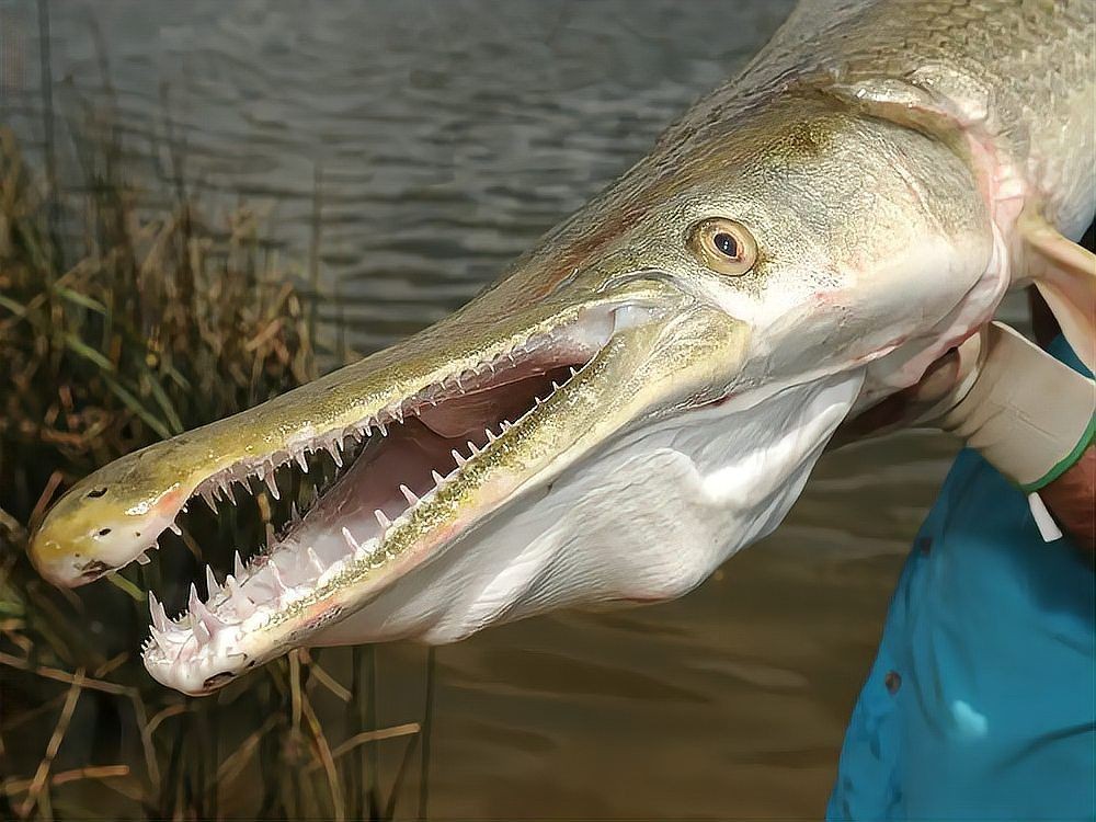 各種魚的魚鱗圖片 各種魚的魚鱗圖片 全國水族館企業名錄 第28張