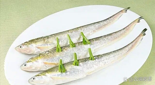 今天刀魚價格 今天刀魚價格 龍魚百科 第14張