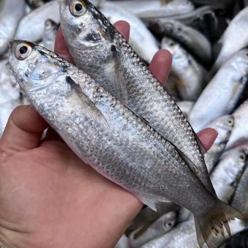 海和尚魚圖片