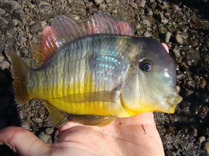 海和尚魚圖片