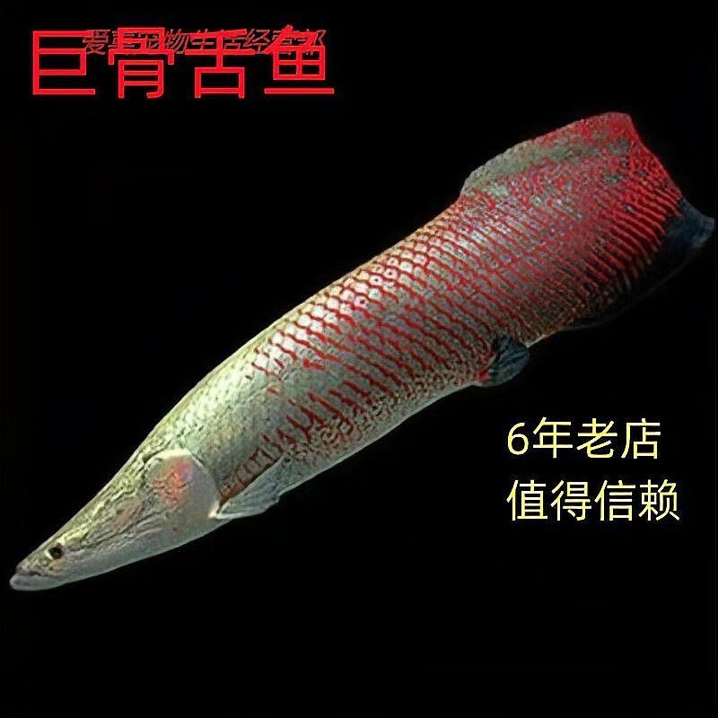 巨骨舌魚最大能長到多少米 龍魚百科 第3張 巨骨舌魚最大能長到多少米 巨骨舌魚最大能長到多少米 龍魚百科 第3張