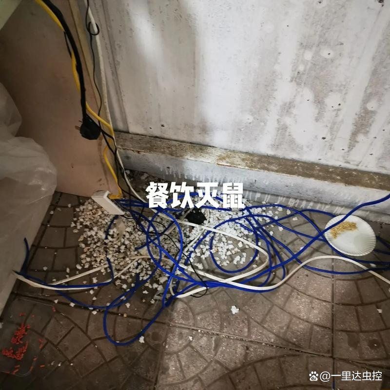 家庭滅鼠上門服務