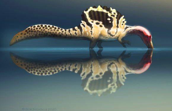 棘龍吃什么魚類