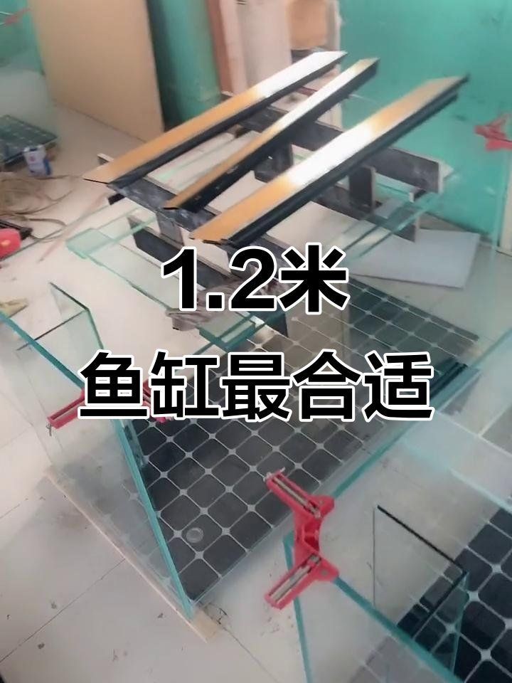 1.2米的魚缸能養龍魚嗎