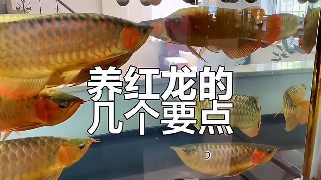紅龍魚混養(yǎng)視頻