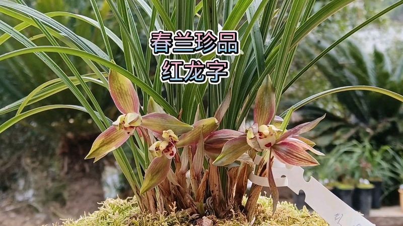 合珍品紅龍屬于什么檔次