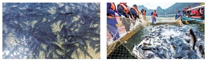 關于魚的商標品牌