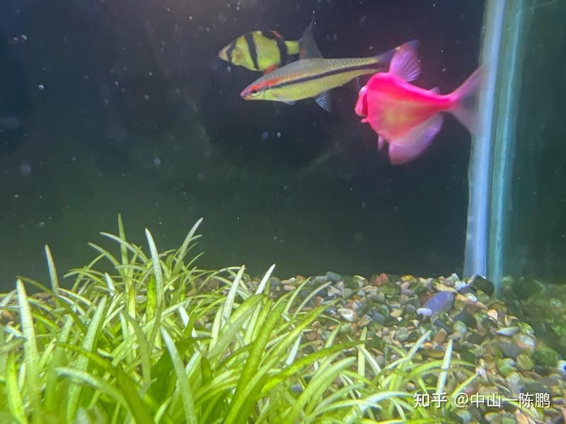 和一眉道人相似的魚