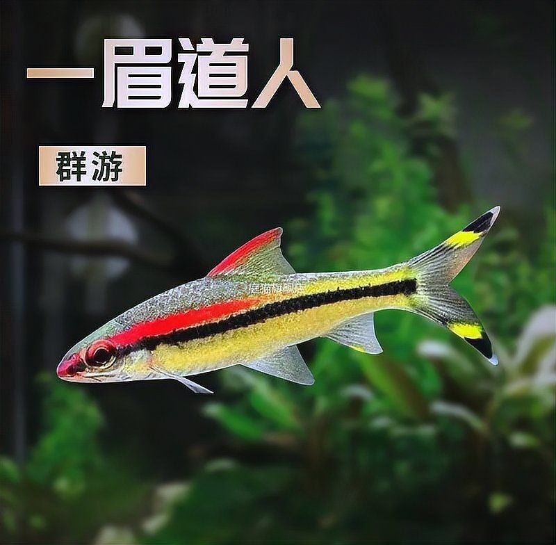 和一眉道人相似的魚