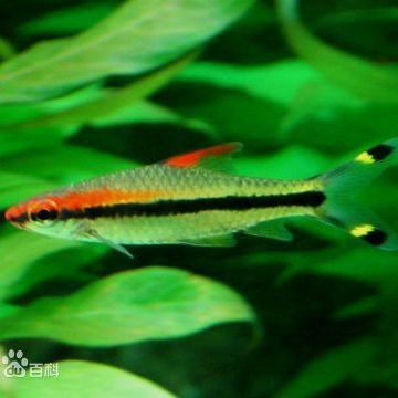 和一眉道人相似的魚
