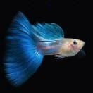 和一眉道人相似的魚