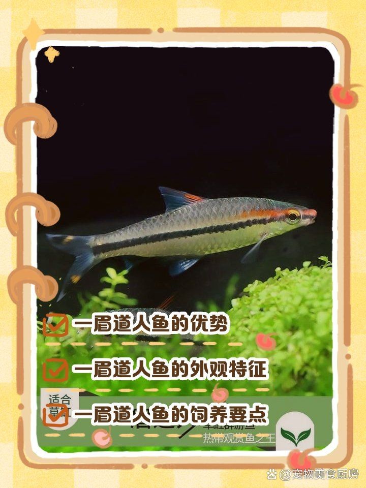 和一眉道人相似的魚
