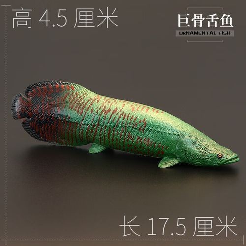 巨骨海象魚和巨骨舌魚圖片