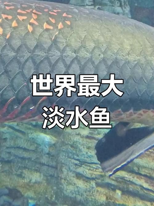 巨骨海象魚和巨骨舌魚圖片