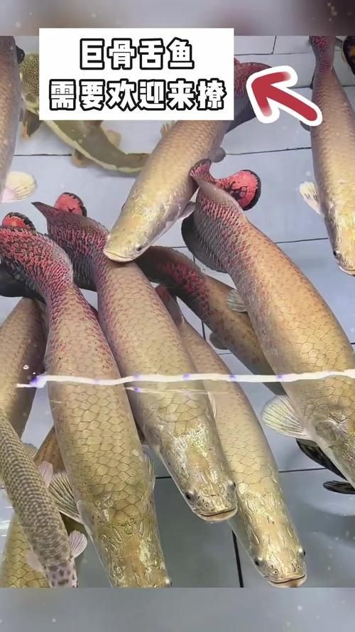 巨骨海象魚和巨骨舌魚圖片