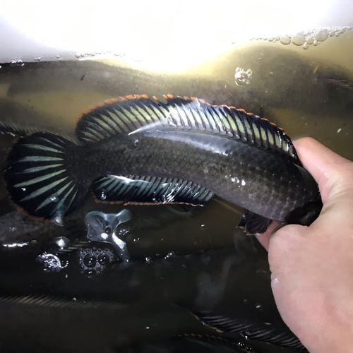 巨骨海象魚和巨骨舌魚圖片