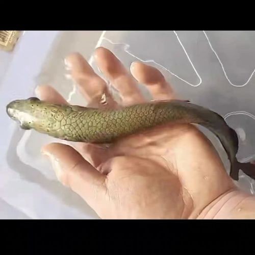 巨骨海象魚和巨骨舌魚圖片