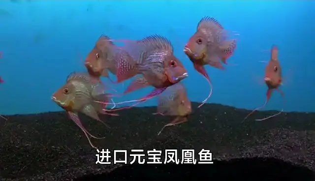 廣州龍魚批發(fā)市場cv祥龍魚場