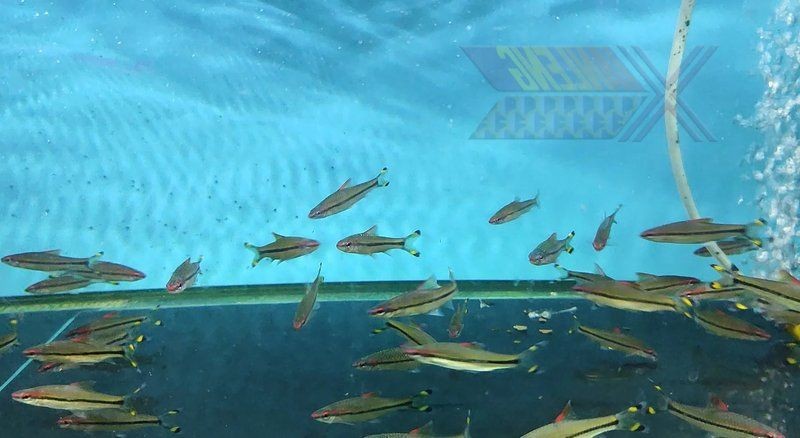 假的一眉道人魚 假的一眉道人魚 全國(guó)水族館企業(yè)名錄 第10張