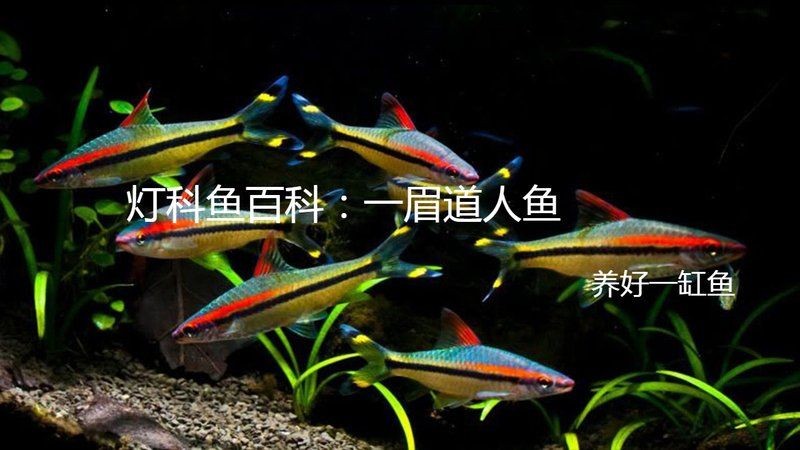 假的一眉道人魚 假的一眉道人魚 全國(guó)水族館企業(yè)名錄 第4張