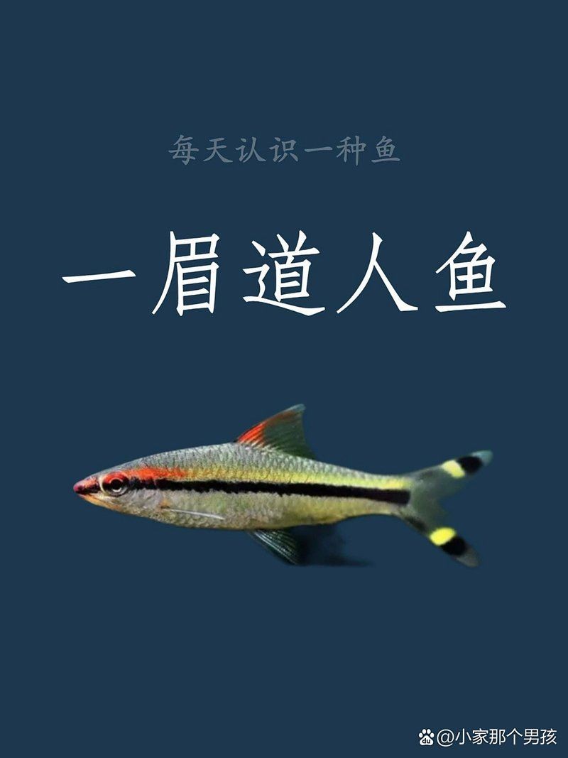 假的一眉道人魚 假的一眉道人魚 全國(guó)水族館企業(yè)名錄 第1張