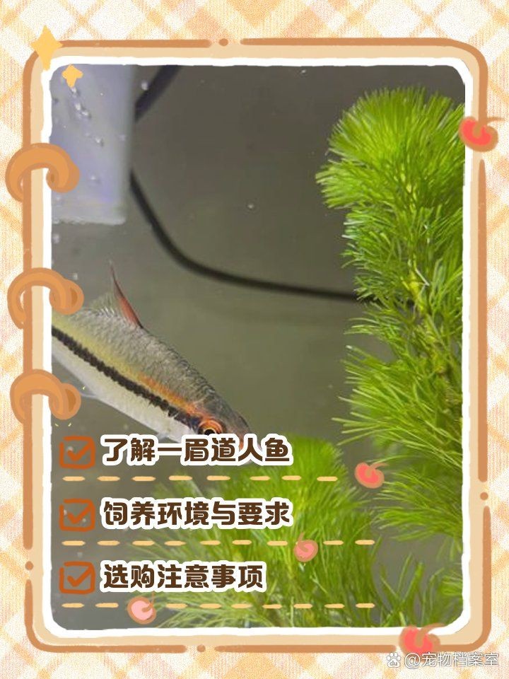 假的一眉道人魚 假的一眉道人魚 全國(guó)水族館企業(yè)名錄 第6張