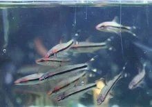 假的一眉道人魚 假的一眉道人魚 全國(guó)水族館企業(yè)名錄 第8張