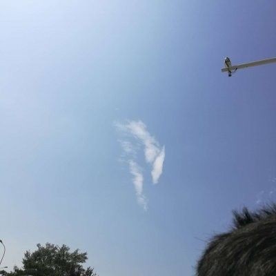 假的一眉道人魚 假的一眉道人魚 全國(guó)水族館企業(yè)名錄 第11張