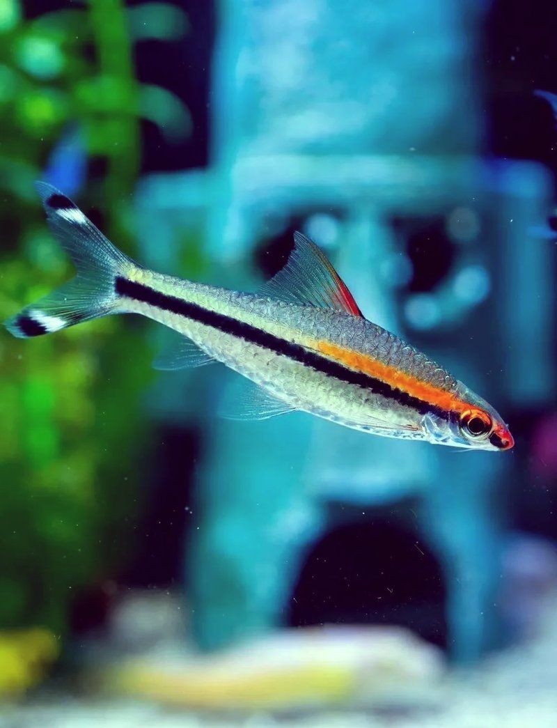 假的一眉道人魚 假的一眉道人魚 全國(guó)水族館企業(yè)名錄 第13張