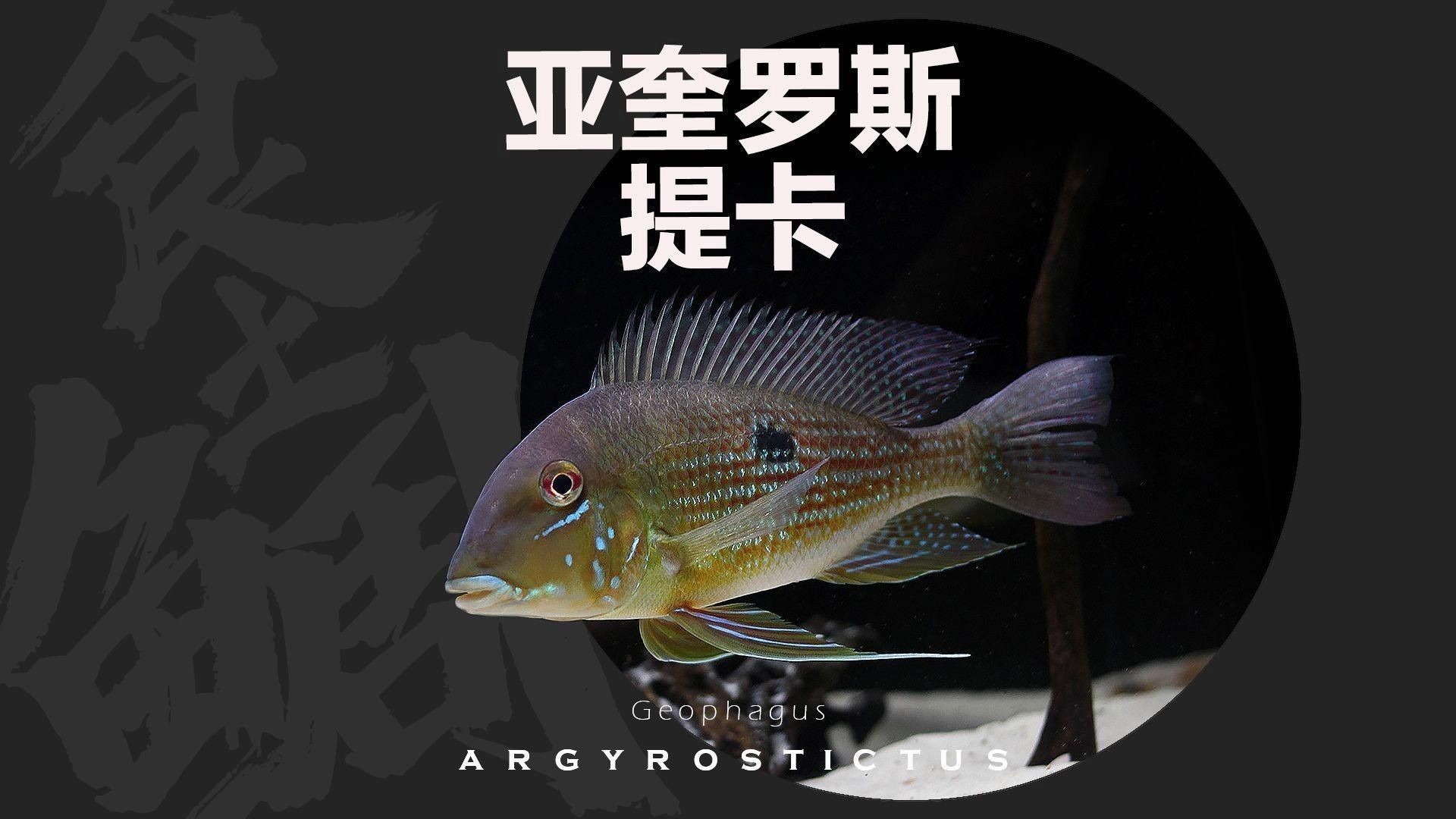 關刀魚品種大全 合集
