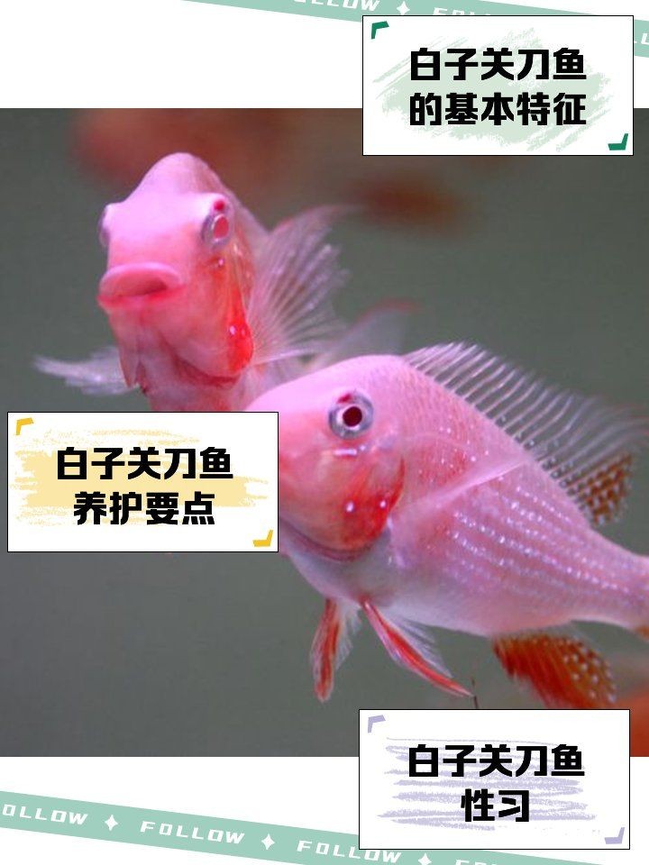 關刀魚品種大全 合集