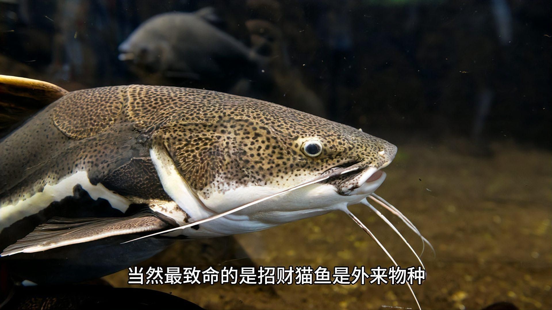 招財貓魚為什么不建議養