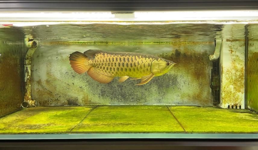 3元一條小金龍魚圖片