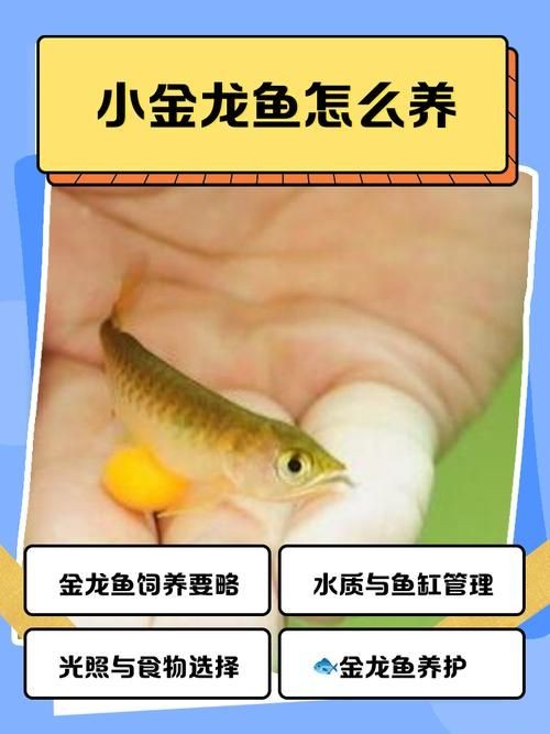 3元一條小金龍魚圖片