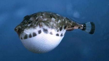 河豚和河鲀是一種魚嘛 河豚和河鲀是一種魚嘛 龍魚論壇 第1張