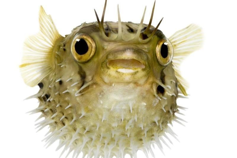 河豚和河鲀是一種魚嘛 河豚和河鲀是一種魚嘛 龍魚論壇 第11張