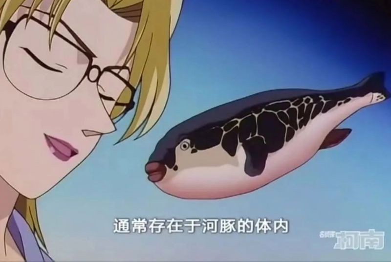 河豚和河鲀是一種魚嘛 河豚和河鲀是一種魚嘛 龍魚論壇 第14張