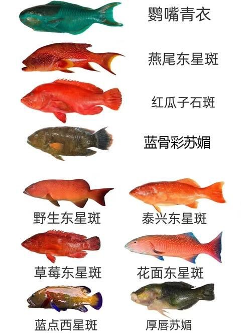 海象魚有幾個品種圖片大全