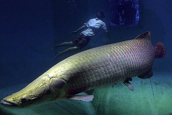 海象魚有幾個品種圖片大全