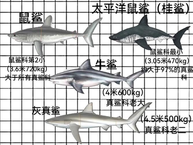 汗鯊和球鯊圖片對比