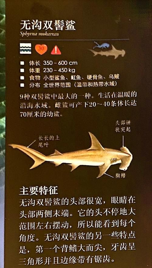 汗鯊和球鯊圖片對比