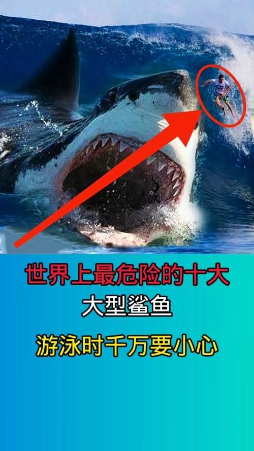 汗鯊和球鯊圖片對比