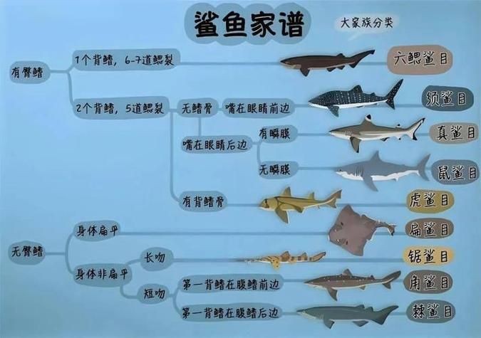 汗鯊和球鯊圖片對比