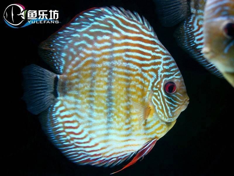 家彩和野彩的區別 龍魚論壇 第3張 家彩和野彩的區別 家彩和野彩的區別 龍魚論壇 第3張