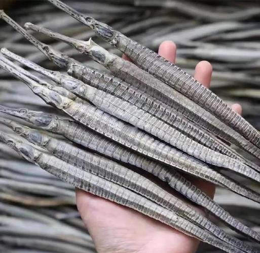 真正海龍的圖片 真正海龍的圖片 龍魚百科 第6張