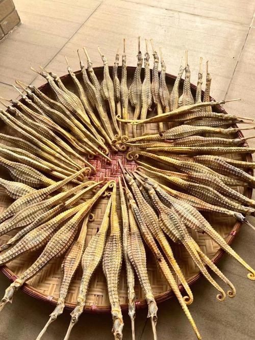 真正海龍的圖片 真正海龍的圖片 龍魚百科 第8張