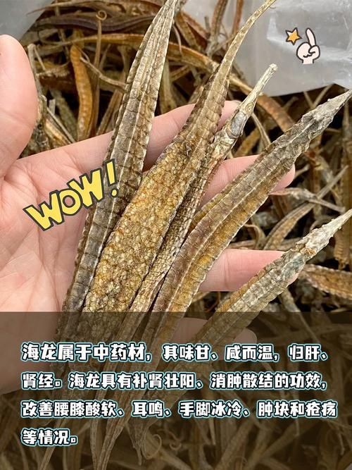 真正海龍的圖片 真正海龍的圖片 龍魚百科 第21張